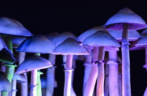 Urb magic mushrooms